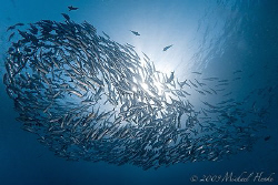 Bigeye Jacks (Caranx sexfasciatus) at the USAT Liberty (B... by Michael Henke 
